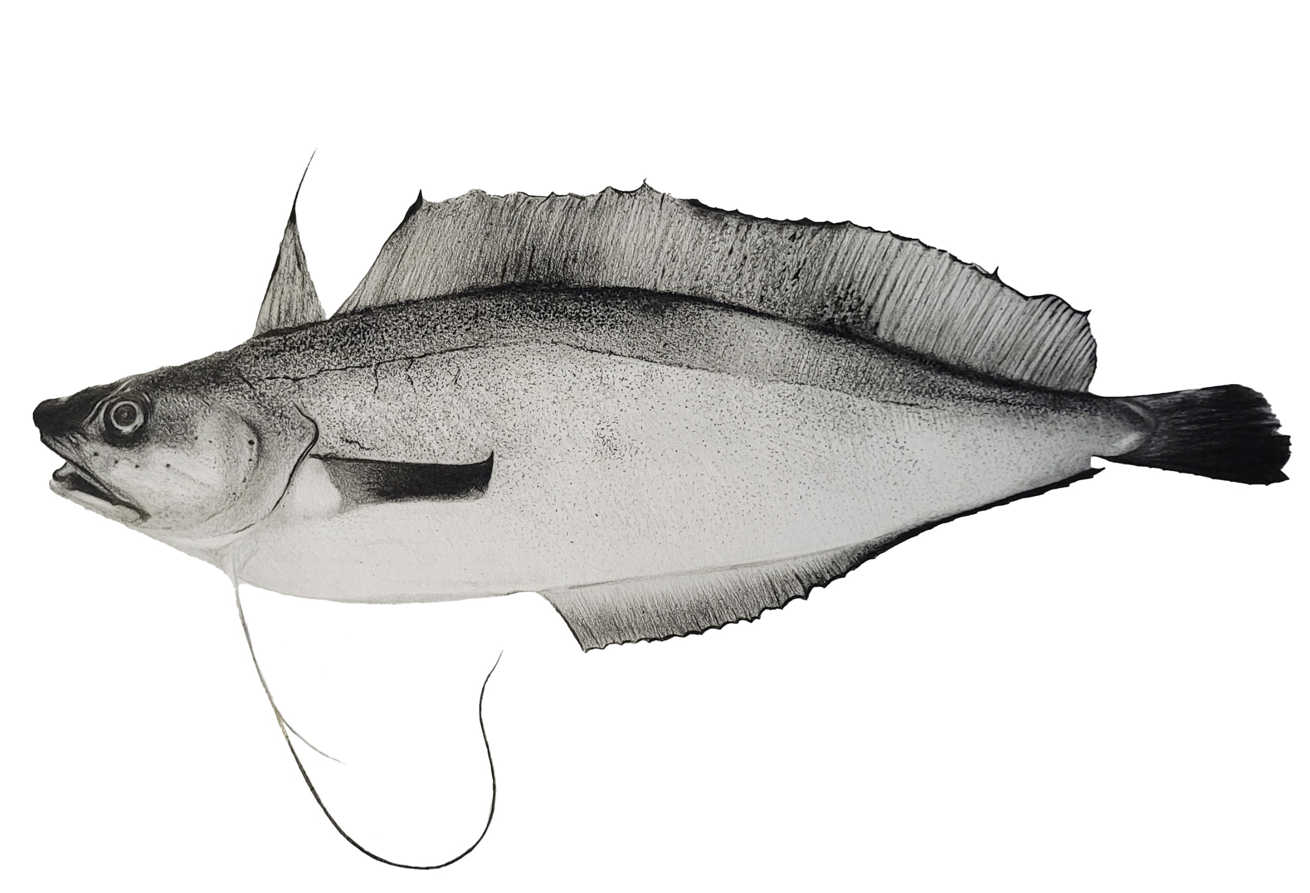 Retrato realista - Brotola por Francesco Ponte