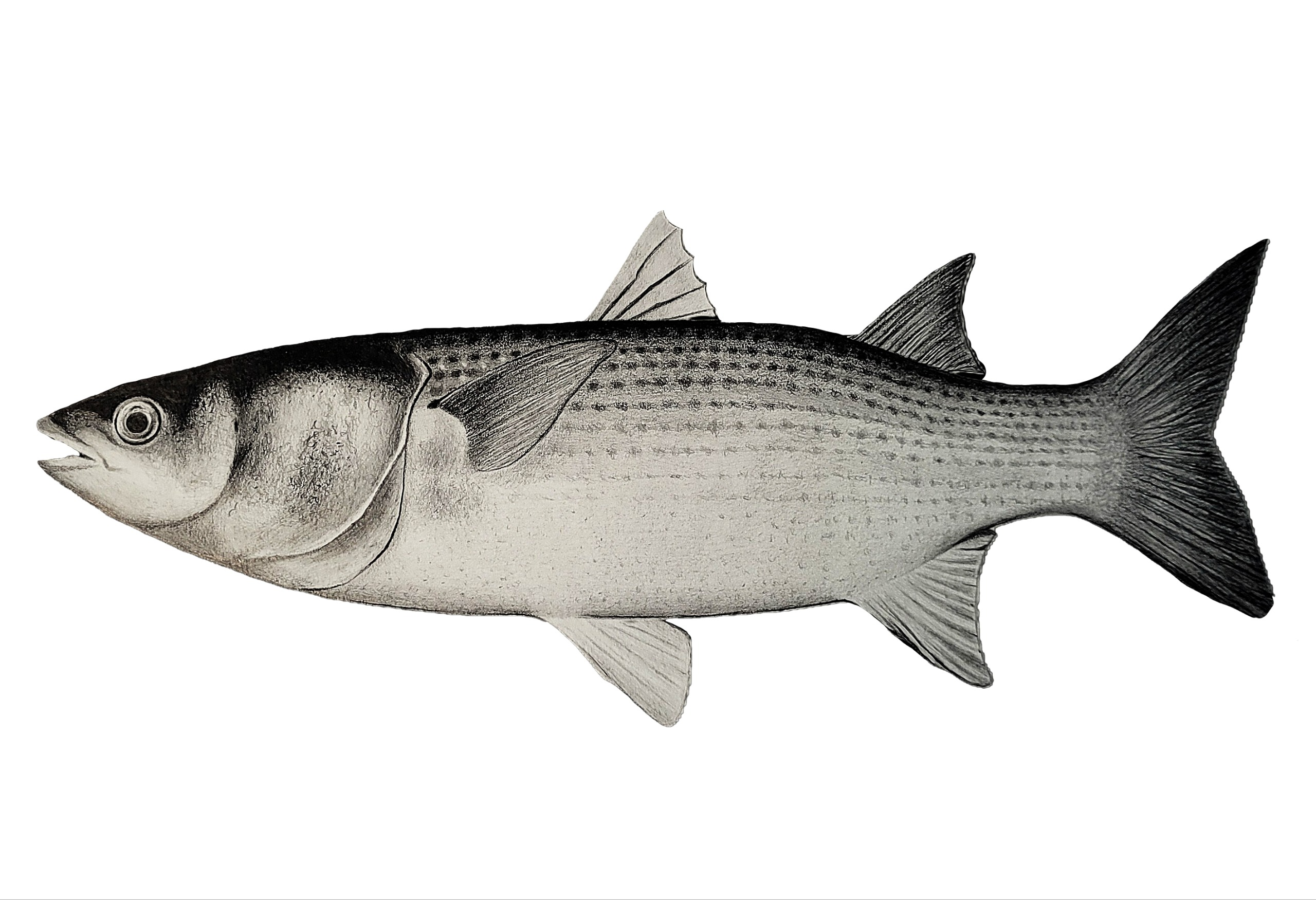 liza-ramada por Francesco Ponte